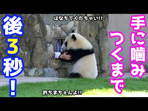 【帰りたい楓浜】飼育員さんへの噛みつき方に観客一同ビックリした【赤ちゃんパンダ in アドベンチャーワールド】