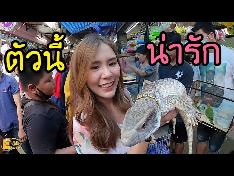 ตามหาสัตว์แปลก ที่ผู้หญิงอยากเลี้ยง 3 อันดับ Exotic pets that women want to raise. EP.2