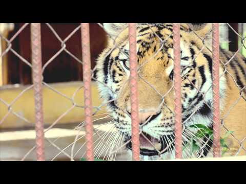 Zoológico Joya Grande