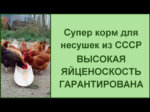 Простой корм, а яйценоскость как из ПУЛЕМЕТА// Секрет состава// Утренний и вечерний рацион