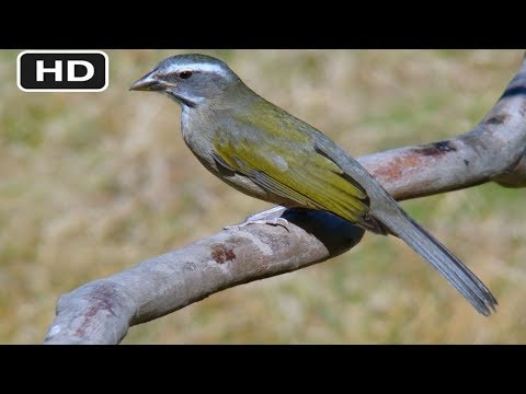 TRINCA FERRO BOIADEIRO PARA ESQUENTAR E ENCARTE DE FILHOTES