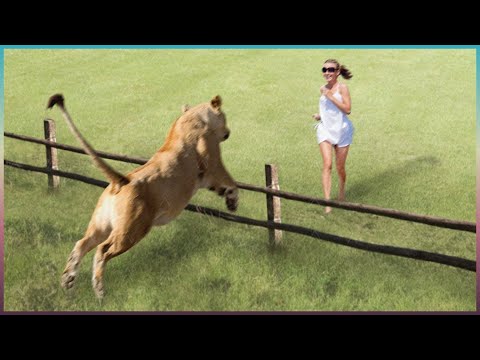 40 Momentos Conmovedores de Animales Que Derretirán Tu Corazón