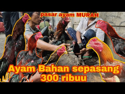 AYAM BANGKOK MURAHHH!! pasar ayam benjaran adiwerna kabupaten Tegal