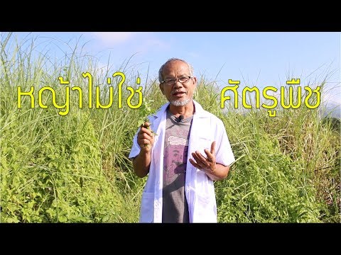 หญ้าไม่ใช่ศัตรูพืช 01 : เปลี่ยนหญ้าให้เป็นปุ๋ยแบบง่าย ๆ กับโจน จันได