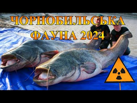 Чорнобиль - які тварини живуть у зоні відчуження у 2024 році? Animals of Chernobyl