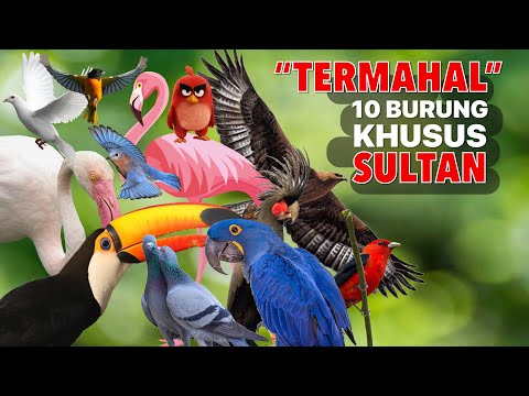 Khusus Sultan ⁉️ 10 Jenis Burung Paling Mahal di Dunia Terbaru 2022